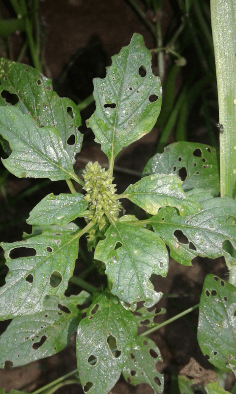 Chrysomelidae: Cassida sp.: S, Cassida piperata, specie aliena